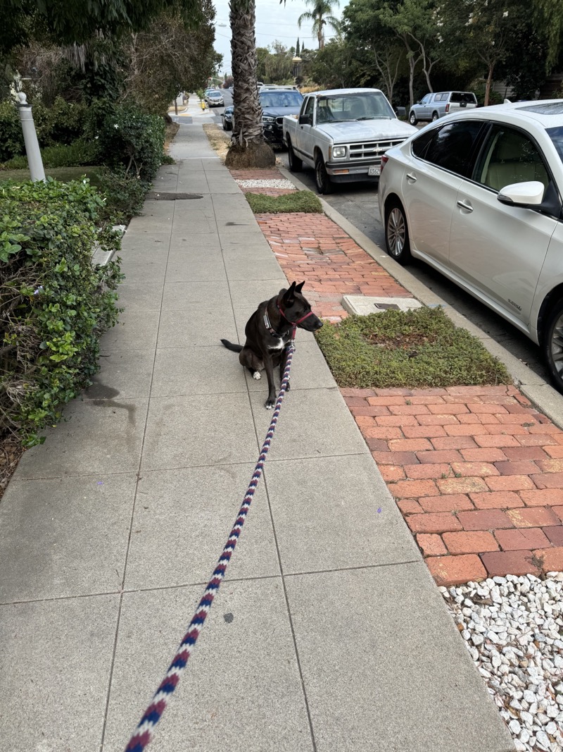 A picture of a black dog named Bowie sitting, taken on September 7 2024 at 7:32 am